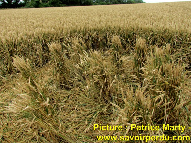 Chalk Pit, Wiltshire crop circle, aerial photo 54